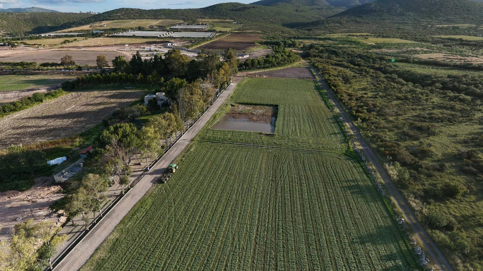 El predio desde el norte: campo en surcos, el bordo con agua y la calle empedrada con eucaliptos