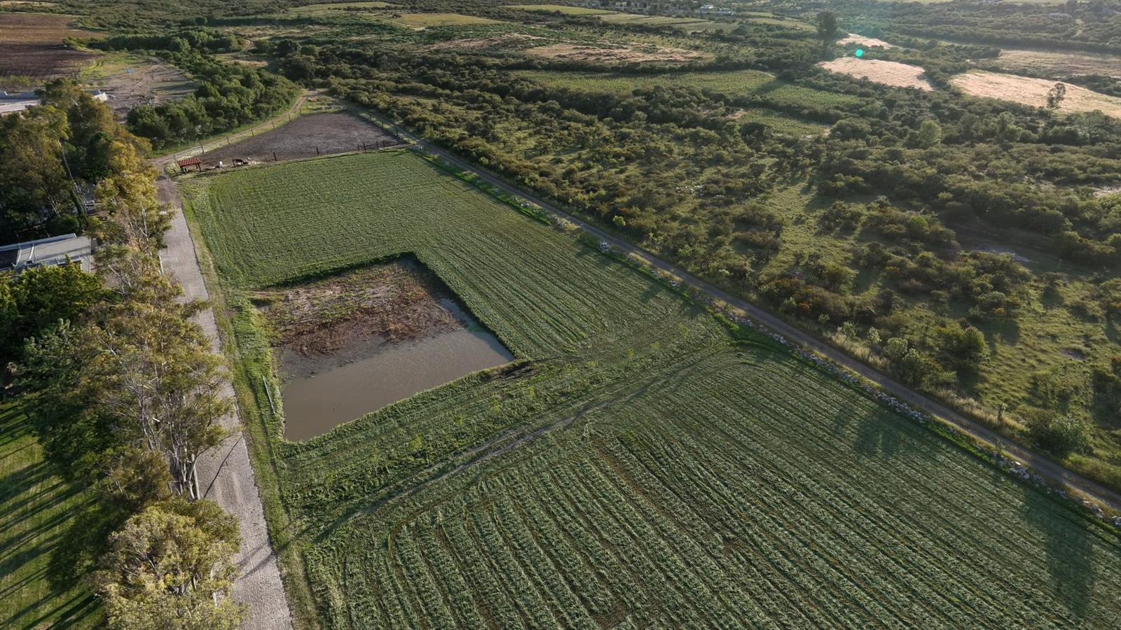 El bordo con agua y la hilera de eucaliptos junto al predio